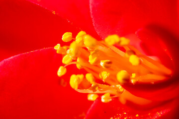 Flower red petals yellow pollen macro