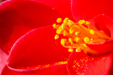 Flower red petals yellow pollen macro