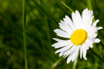 Obraz premium Daisy flower springtime petals yellow pollen macro