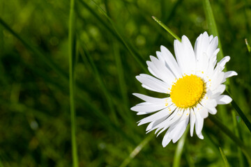 Daisy flower springtime petals yellow pollen macro