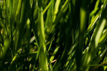 Green grass morning dew water drop
