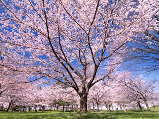 桜が満開の舎人公園　東京都