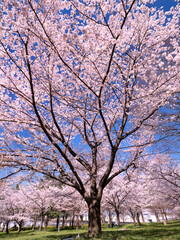 公園のサクラ並木