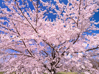 Obraz premium 青空とサクラの木