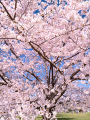 青空とサクラの木