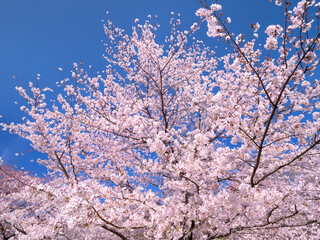 青空とサクラの木