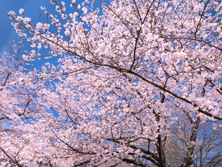 青空とサクラの木