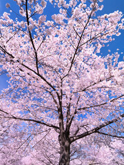 公園のサクラ並木