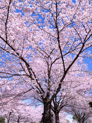 公園のサクラ並木