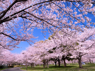 桜が満開の舎人公園　東京都