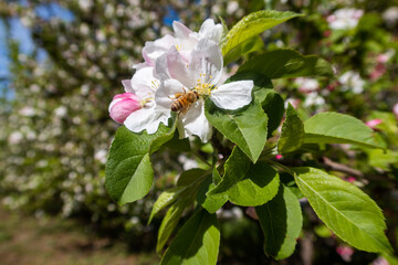 Fototapeta premium A California Apple Orchard in Spring Blossoming with Apple Flower Blooms and a Bee Pollinating the Flower