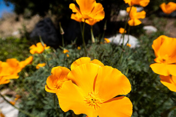Obraz premium California Poppies in a Chaparral Habitat
