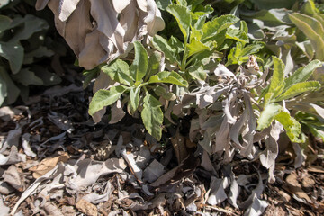 White Sage Growing on a California Hillside Showing Frost Damage