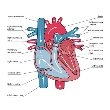 Anatomical scheme of human heart, blood flow directions