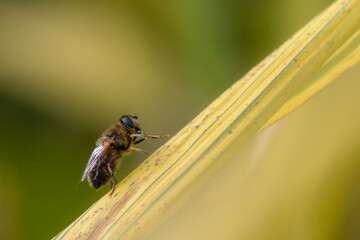 Species of bee-mimic hover fly sitting on a bamboo leaf. Macro shot of a British insect. 