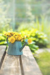 bouquet of yellow dandelion flowers in a small decorative toy watering can on a wooden bench against the background of the garden. concept of spring. copy space © oksanamedvedeva