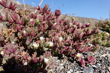 Salzpflanze Mesembryanthemum nodiflorum - blühende Pflanze