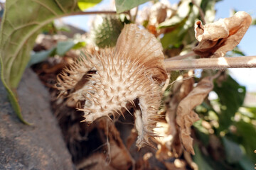 Gemeiner Stechapfel, Weißer Stechapfel (Datura stramonium)