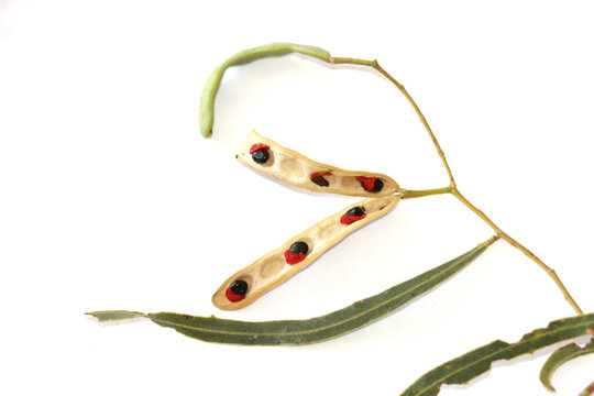 Weiden-Akazie (Acacia salicina) - Zweig mit Samenschote