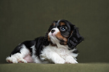 cavalier king charles spaniel