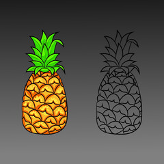 Fresh pineapple fruit with colored sketch or hand drawn style Premium Vector