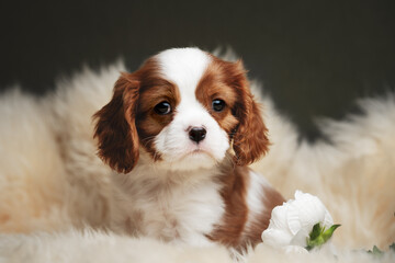 cavalier king charles spaniel