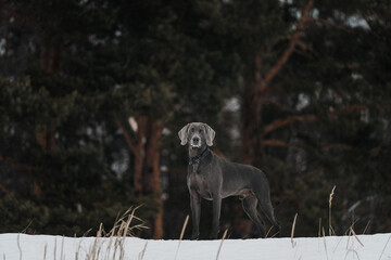 weimaraner dog