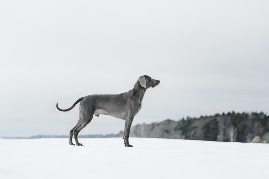 weimaraner dog