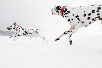 dalmatian dog