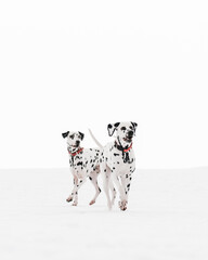 dalmatian dog