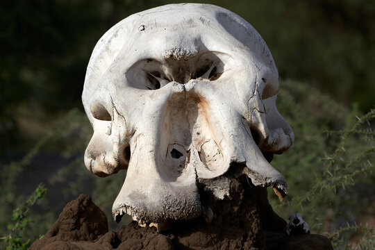 Elephant skull in Tarengire National Park