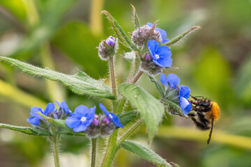 Bumblebee pollinating a blue flower from the green alkanet plant, Norfolk, UK. Macro nature shot. 