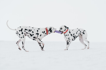 dalmatian dog