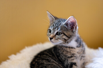 kitten on fluffy bed with gold background