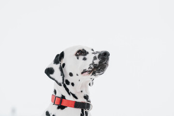 dalmatian dog