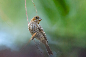 bird on branch with green background