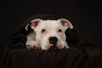 Obraz premium portrait of a dog