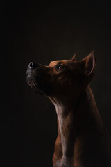portrait of a dog