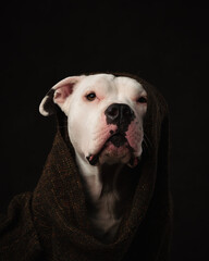 Obraz premium portrait of a dog