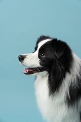 Fototapeta premium border collie dog