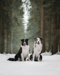 border collie dog