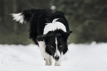 border collie dog