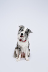 border collie dog