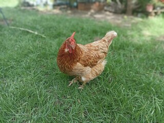 Chicken