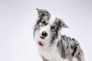 border collie dog