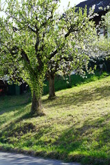 Fototapeta na wymiar Blossoming tree in a swiss garden, Faulensee