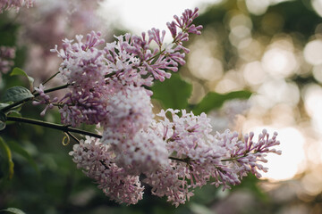 Blooming lilac in the park. Beautiful background of lilac flowers. Purple lilac flowers in a blooming park in spring