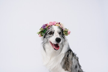 border collie dog