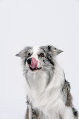 border collie dog
