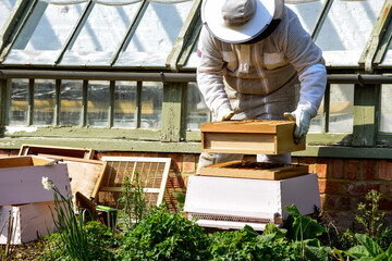 Beekeeper collecting honey from bee hive in beekeeping suit